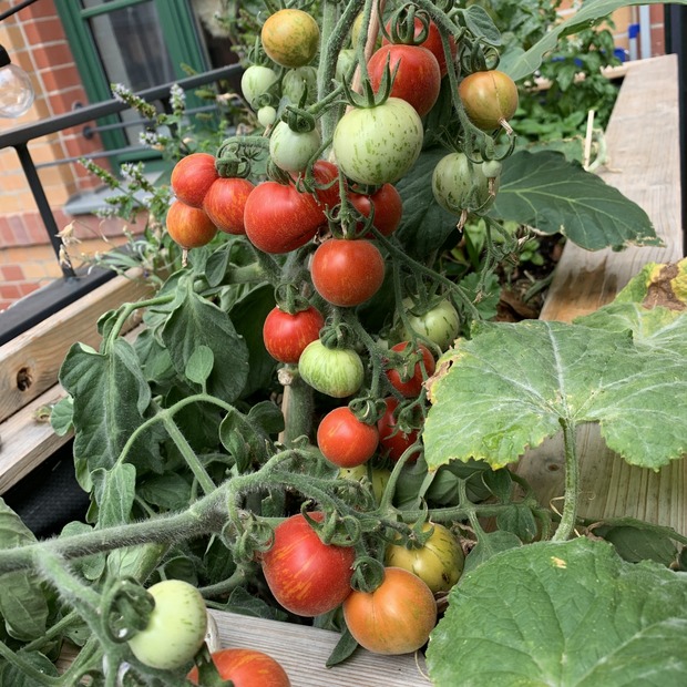 Tomate "Fuzzy Wuzzy" - BIO-Tomatensorte [samenfest]