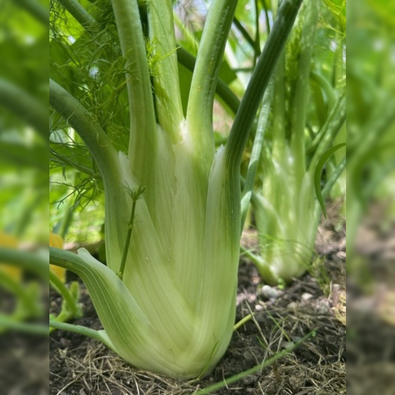 Knollenfenchel Samen "Selma" (samenfestes & BIO)