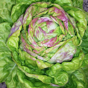 Kopfsalat „Maikönig“ - BIO Salatsorte (samenfest)