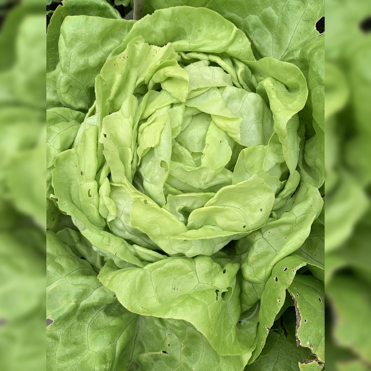 Gemüsesamen-Set „Gartensalat“ - 4 BIO-Sorten [samenfest]