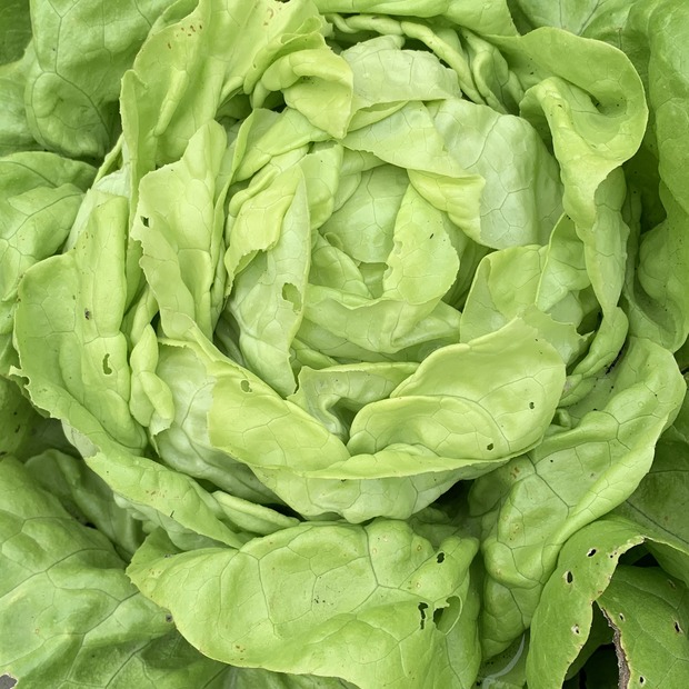 Gemüsesamen-Set „Gartensalat“ - 4 BIO-Sorten [samenfest]