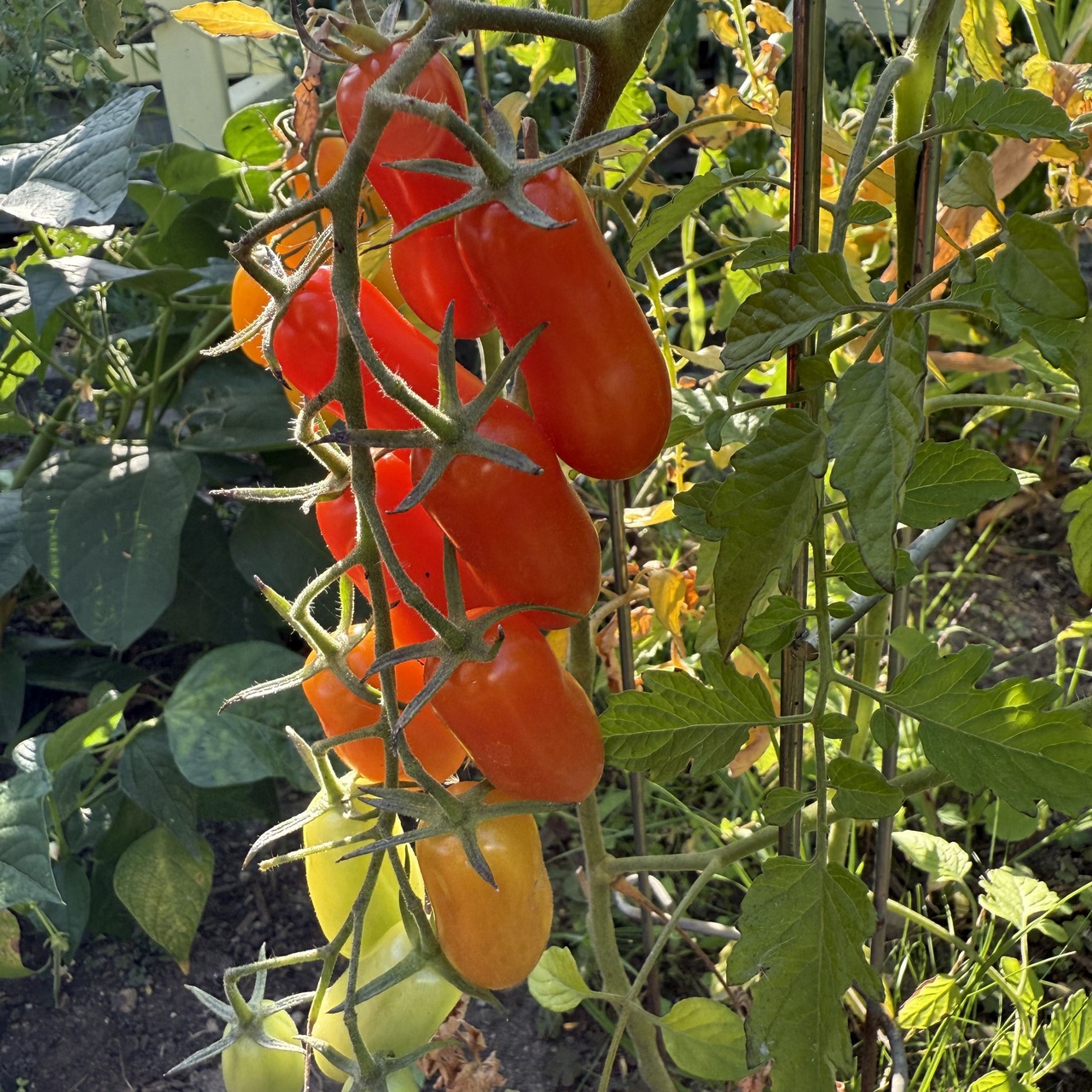Tomate "Zauberstab" - BIO-Tomatensorte