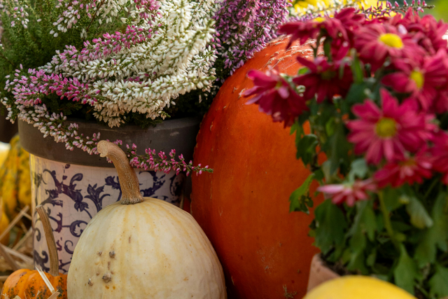 Bild von Aussaat & Anzucht im September: Tipps für Gemüse &