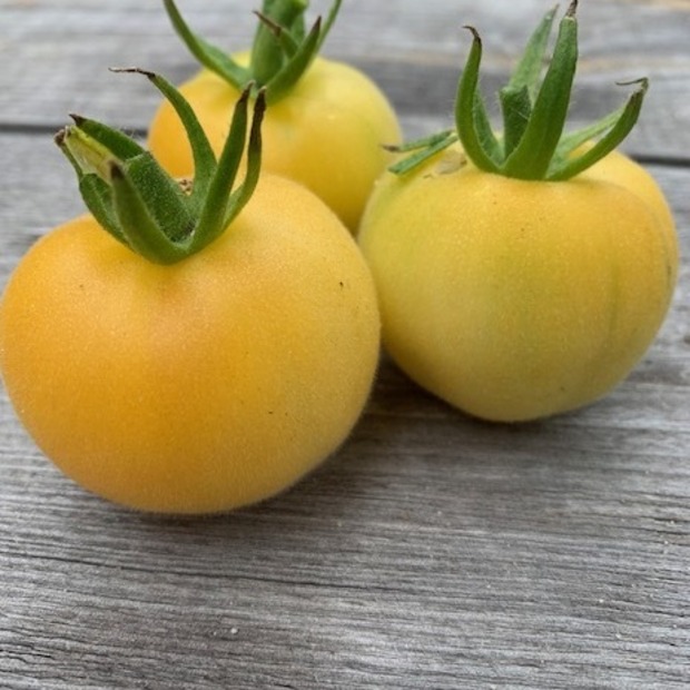 Tomate "weißer Pfirsich" - BIO-Tomatensorte [samenfest]