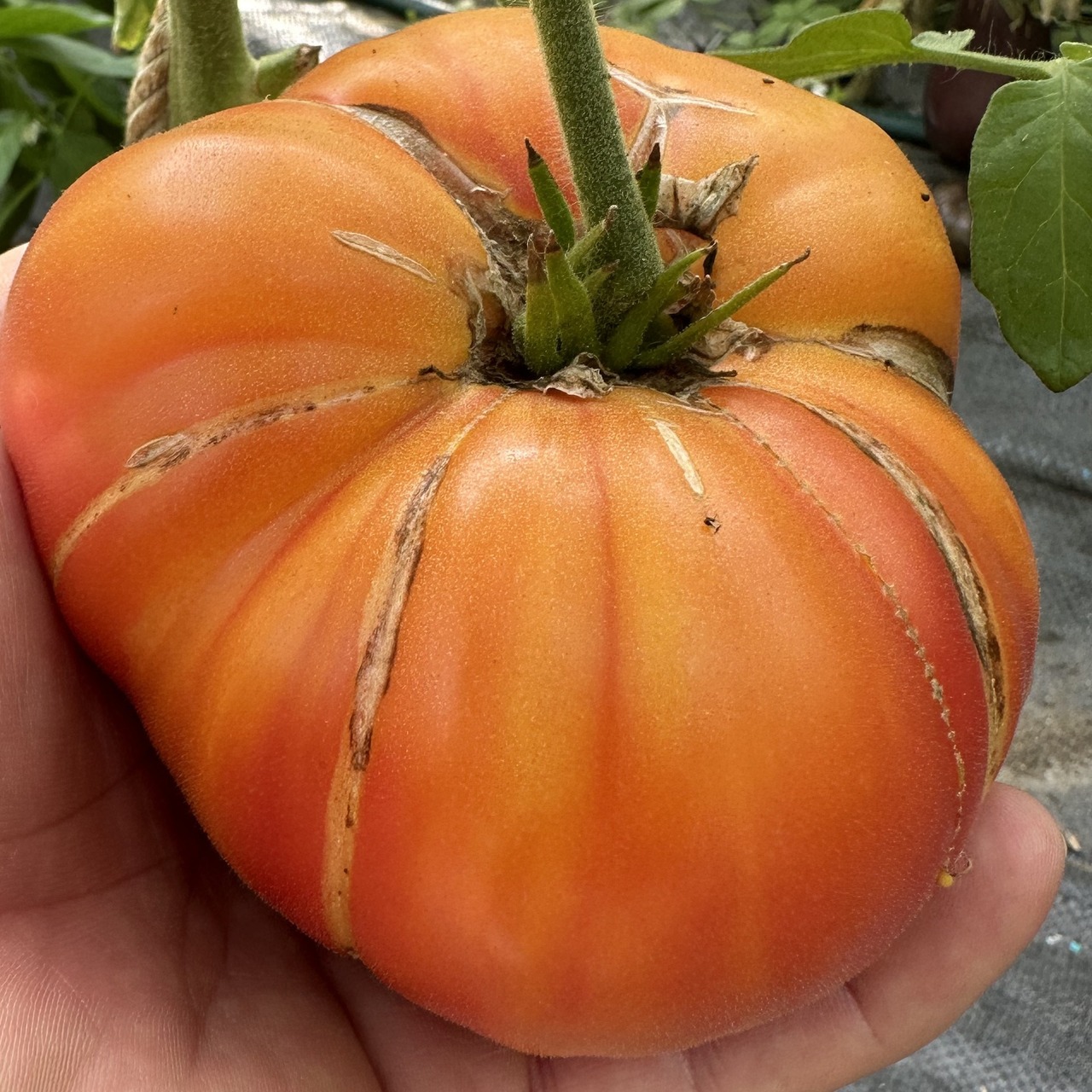 Tomate "Ananastomate" - BIO-Tomatensorte [samenfest]