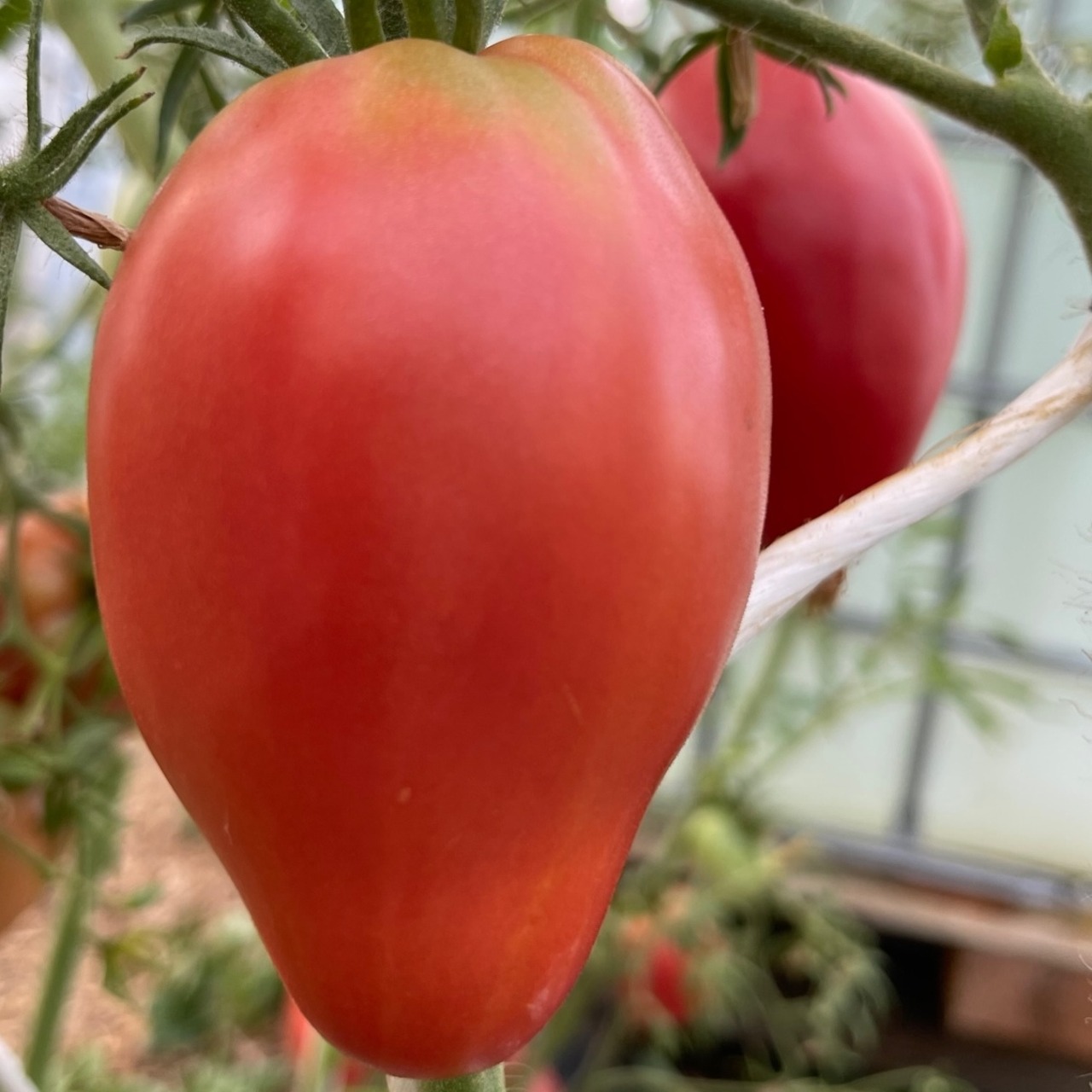Tomate "Coeur de Boeuf" - BIO-Ochsenherz Tomate