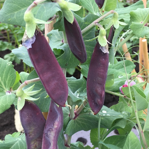 Gemüsesamen-Set "Balkongemüse" - 8 BIO-Sorten [samenfest]