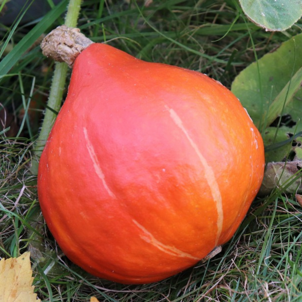 Kürbis Hokkaido "Red Kuri" - BIO-Kürbissorte [samenfest]