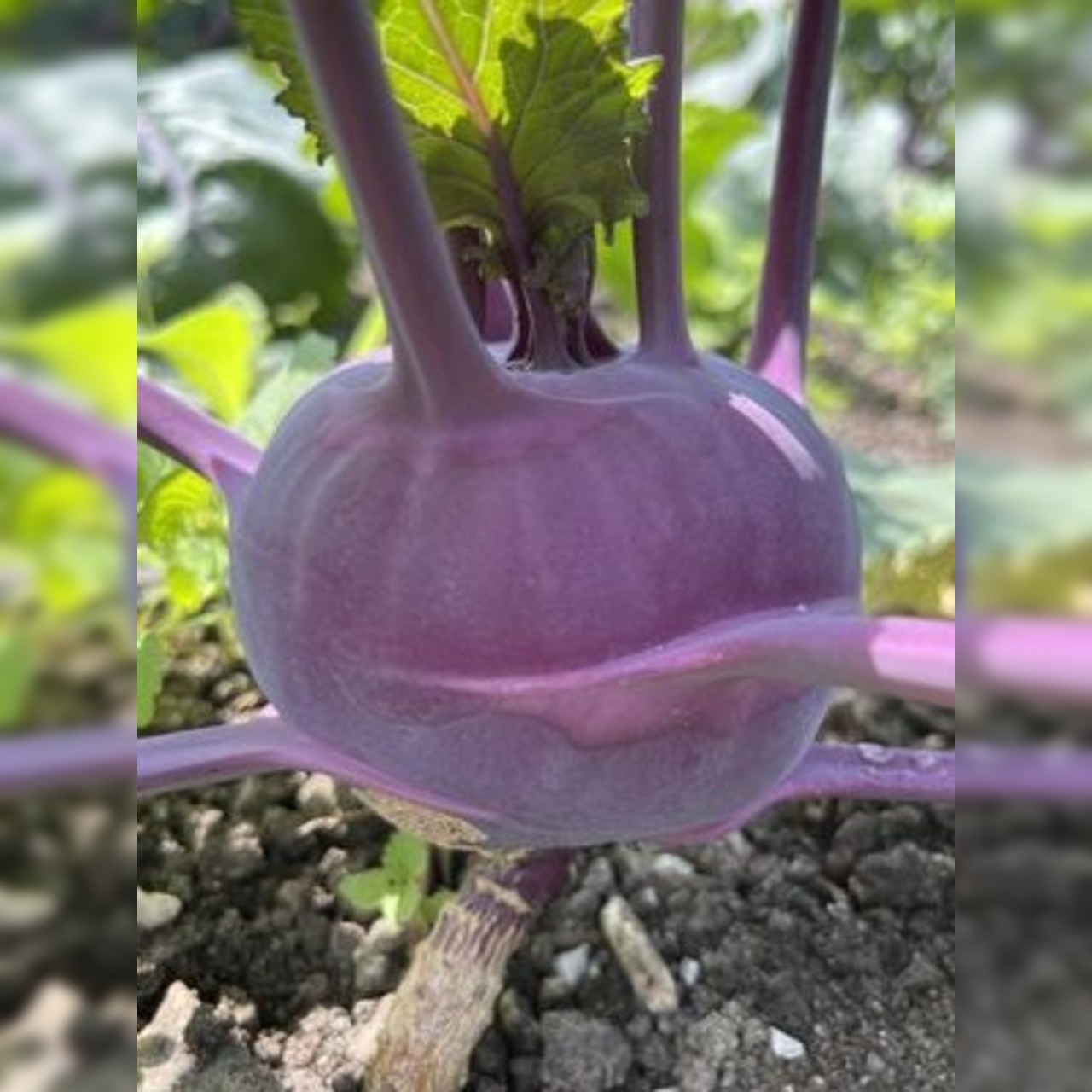 Gemüsesamen-Set "Urban Gardening" - 6 BIO-Gemüsesorten [samenfest]