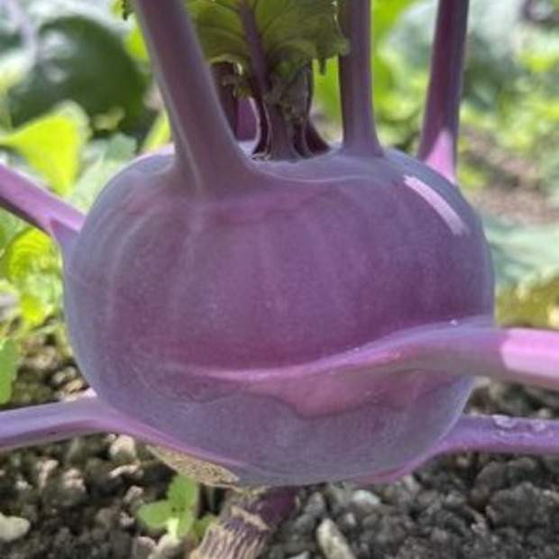 Gemüsesamen-Set "Urban Gardening" - 6 BIO-Gemüsesorten [samenfest]