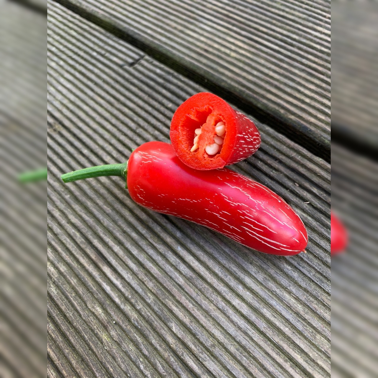 Jalapeno Samen "Biker Bill" (samenfest & BIO)