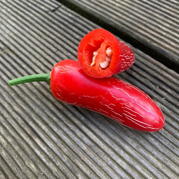Jalapeno Samen "Biker Bill" (samenfest & BIO)