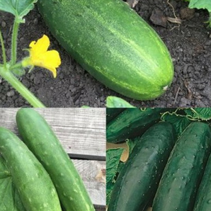 Gurkensamen-Set „Freilandgurken“ - 3 BIO-Sorten [samenfest]