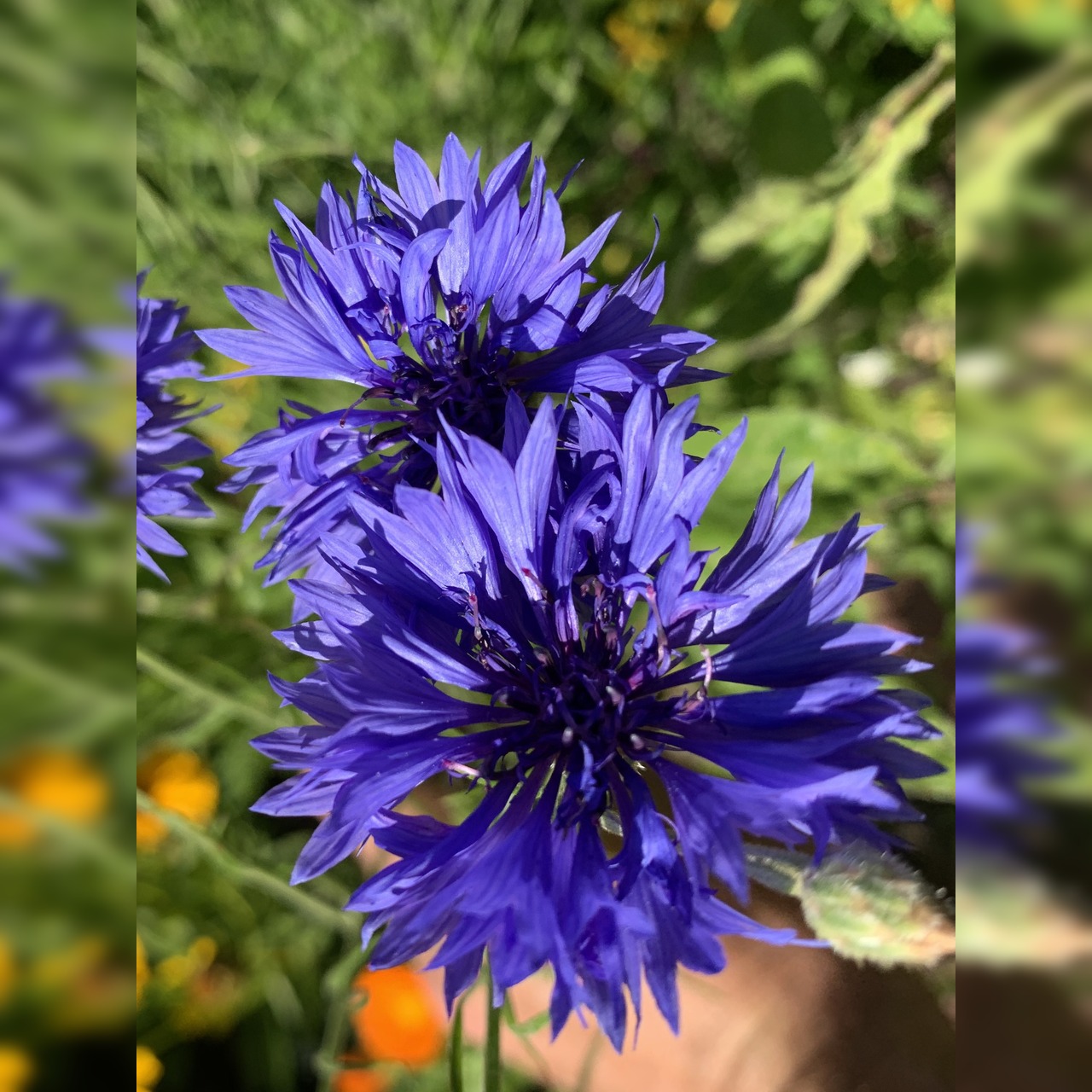 "Kornblume" - BIO-Blumensamen [samenfest]