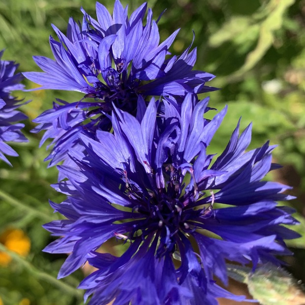 "Kornblume" - BIO-Blumensamen [samenfest]