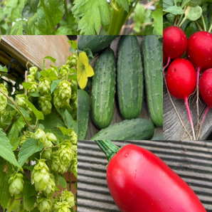 Gemüsesamen-Set "Biergarten" - 5 BIO-Gemüsesorten [samenfest]