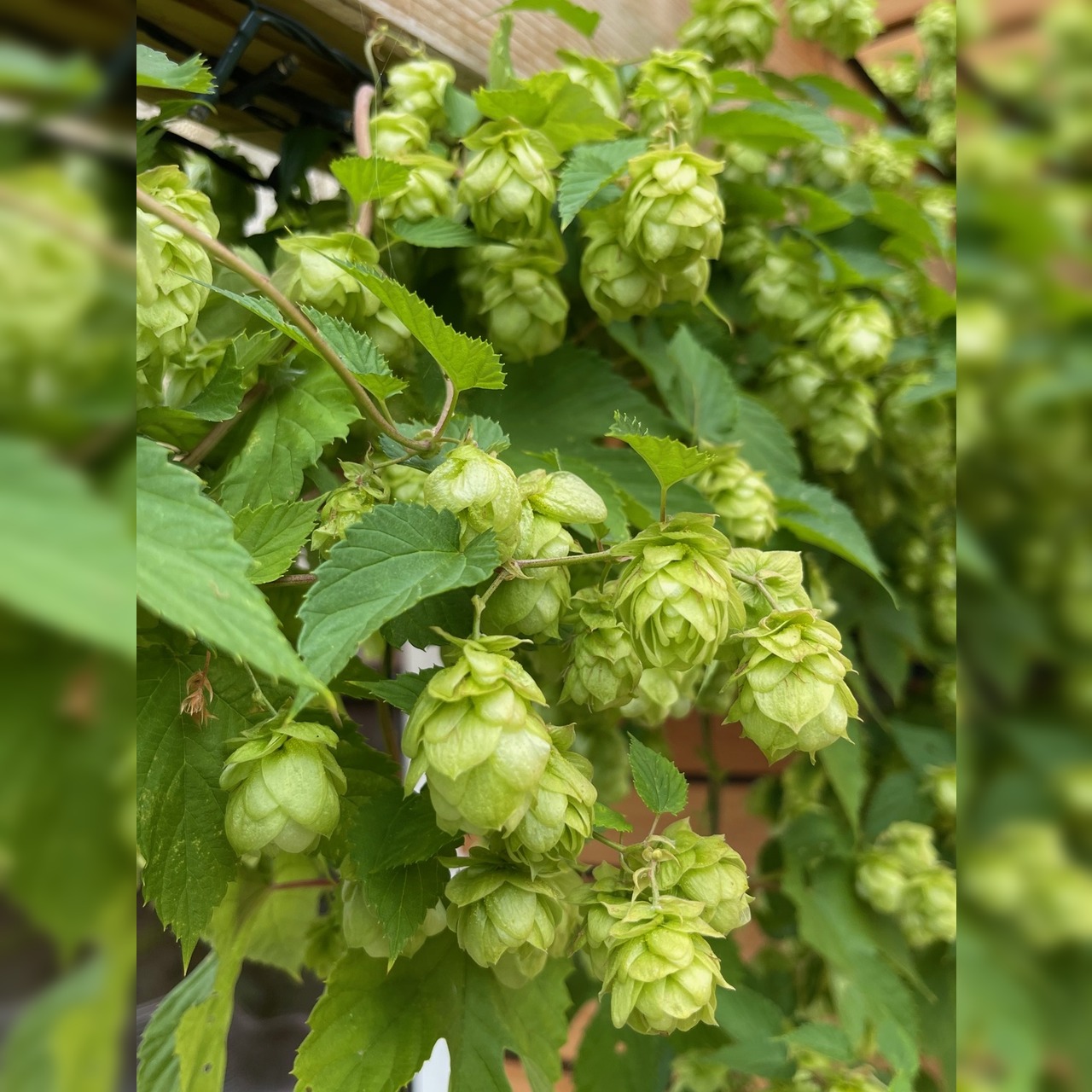 Echter Hopfen - BIO-Hopfensamen [samenfest]