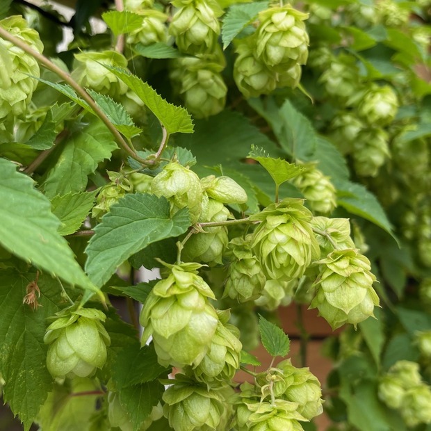 Echter Hopfen - BIO-Hopfensamen [samenfest]