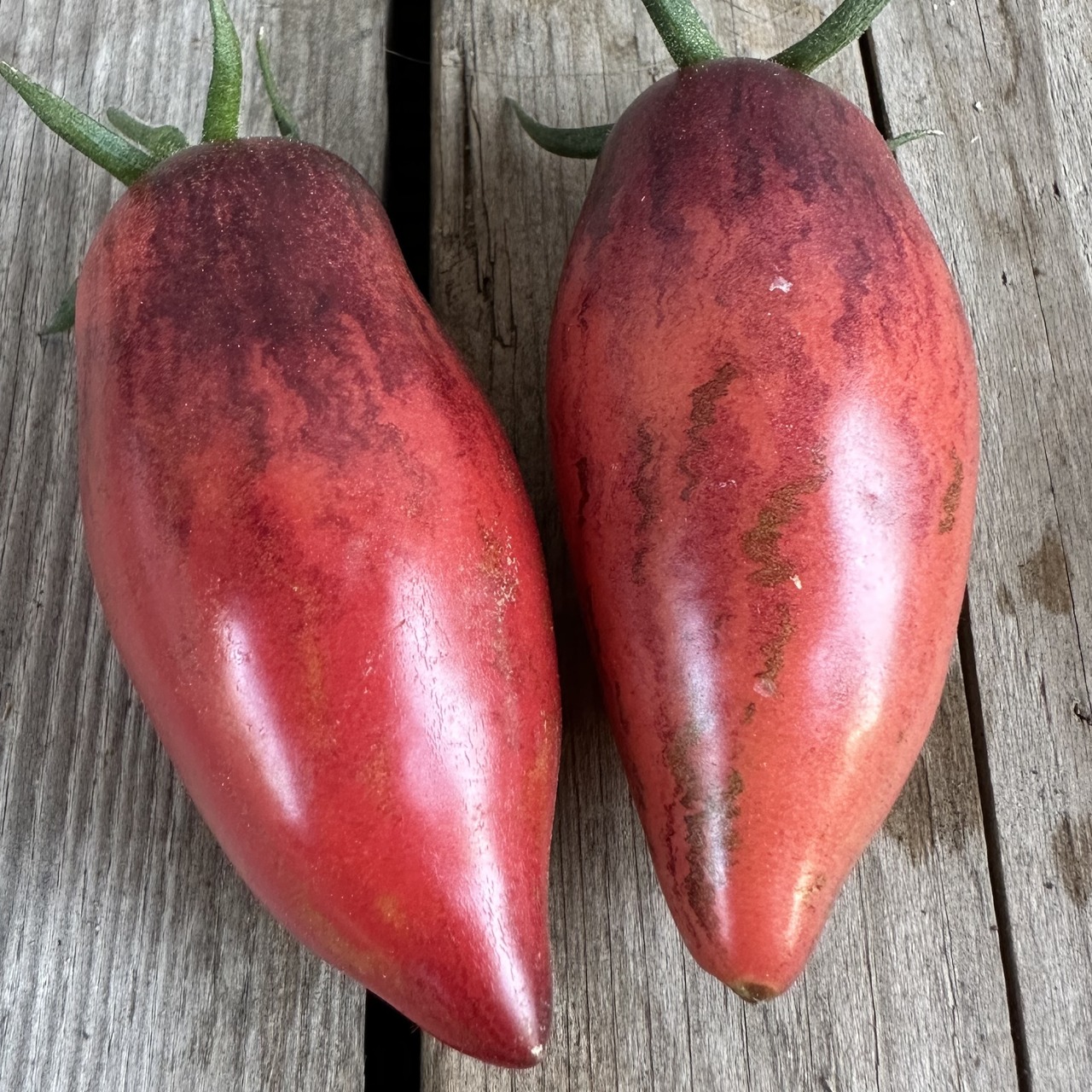 Tomate "Slivka Gurman" - BIO-Tomatensorte [samenfest]