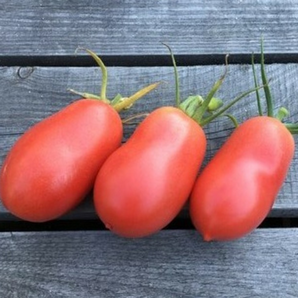 Tomate "Kaukasische Liane" - BIO-Tomatensorte [samenfest]