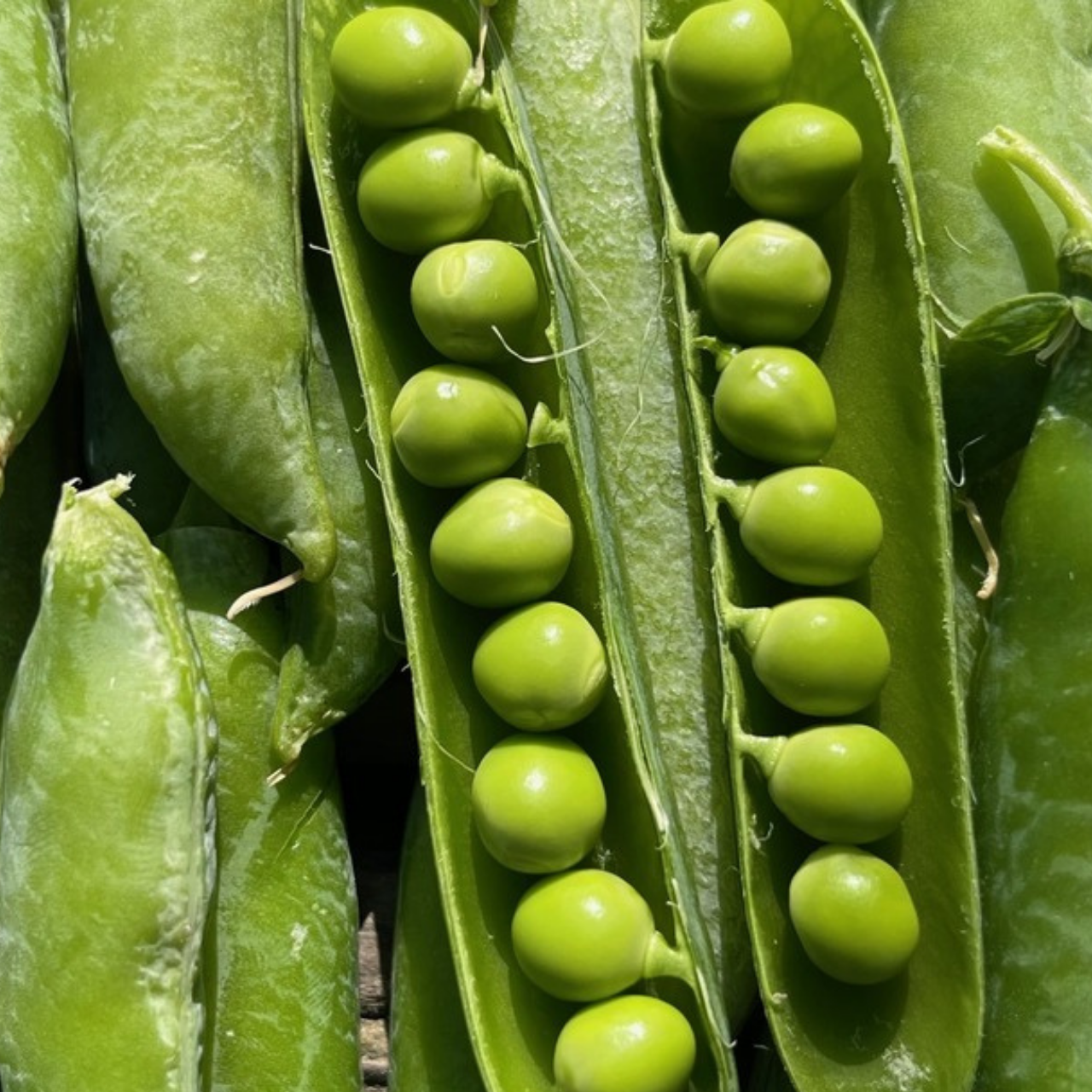 Markerbse "Wunder von Kelvedon" Samen (samenfest & BIO)