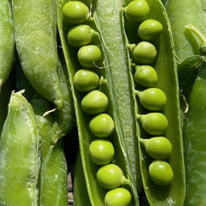 Markerbse "Wunder von Kelvedon" Samen (samenfest & BIO)