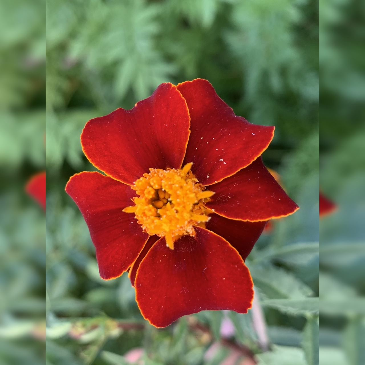 Blumensamen Set „Beetblumen“ - 5 BIO-Blumensamen [samenfest]