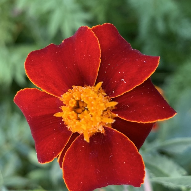 Blumensamen Set „Beetblumen“ - 5 BIO-Blumensamen [samenfest]