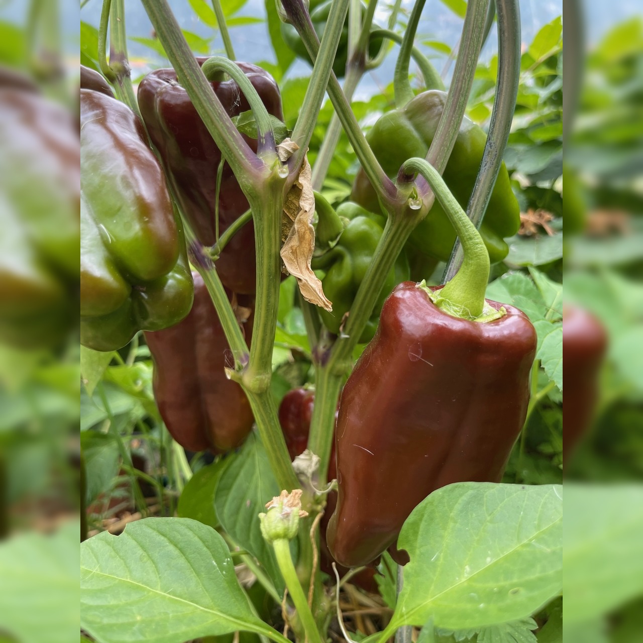 Paprika "Sweet Chocolate" - BIO-Paprikasamen [samenfest]