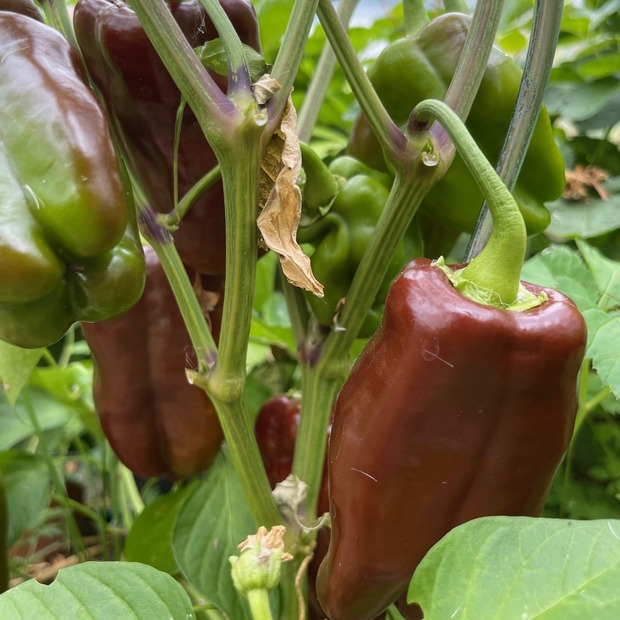 Paprika "Sweet Chocolate" - BIO-Paprikasamen [samenfest]