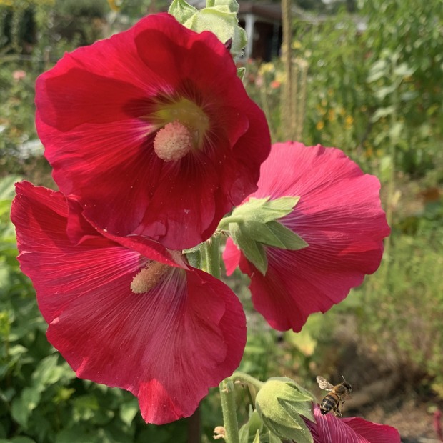 Stockrose "rot" - BIO-Stockrosensamen [samenfest]