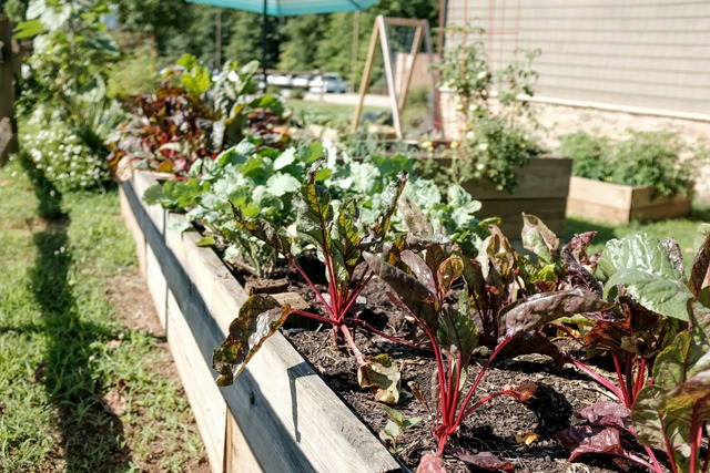 Bild von Gartenarbeit im August: Ernten, Aussaat für Herbst