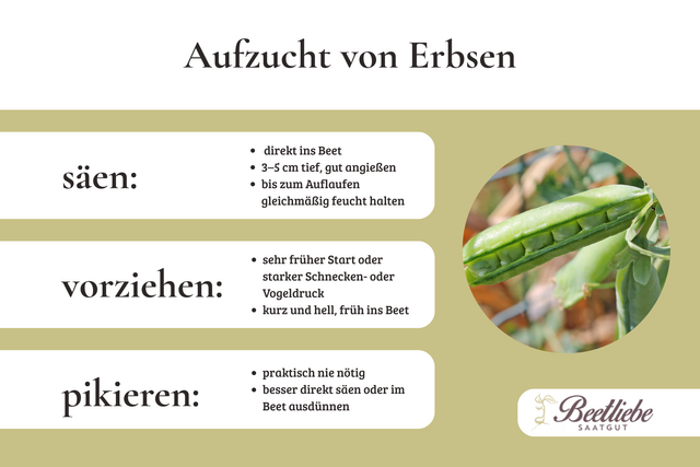 Aufzucht, Erbse, Erbsen, Erbsenpflanze