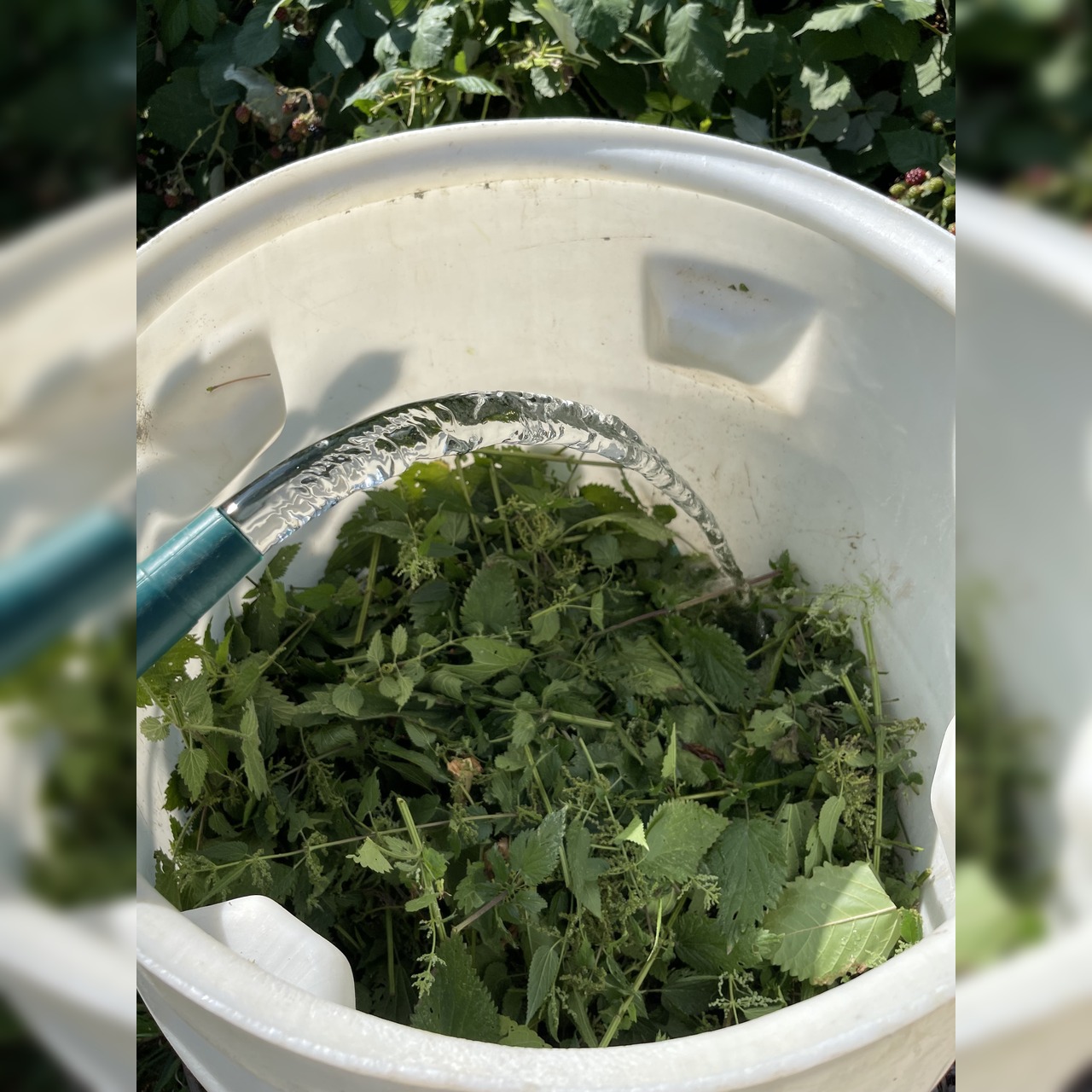 Brennesseljauche - Bio Flüssigdünger 250 ml