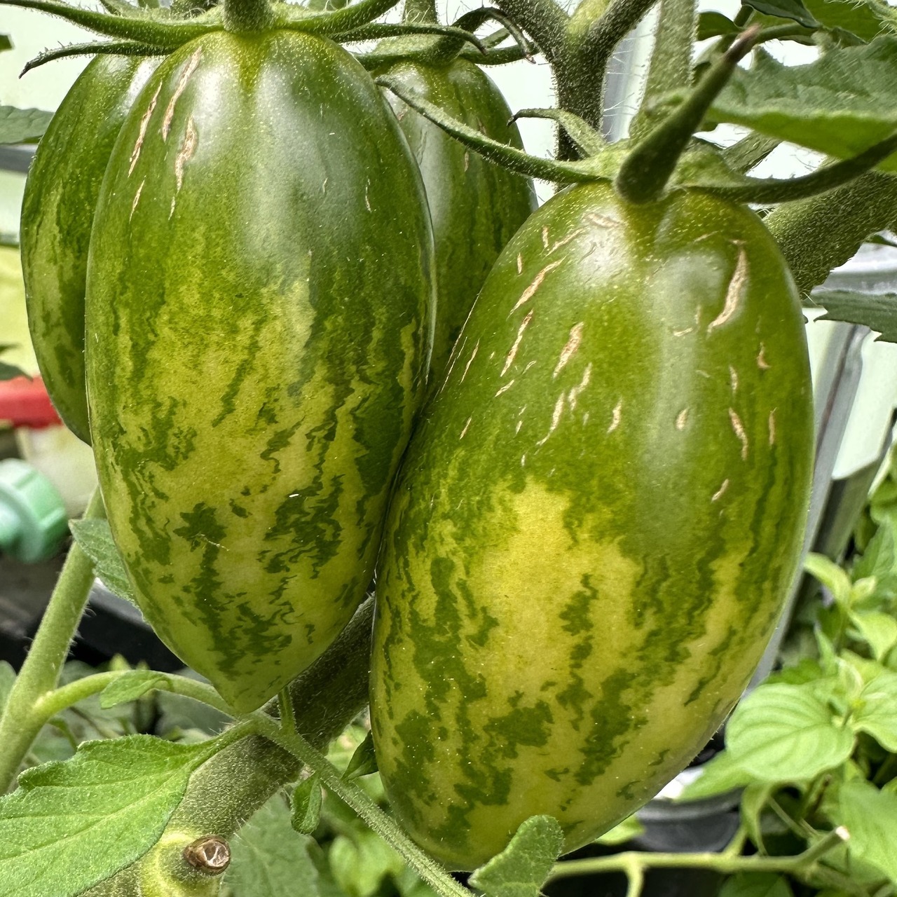 Tomate "Green Sausage" - BIO-Tomatensorte [samenfest]