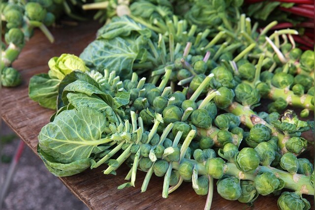 Bild von Rosenkohl vorziehen, pikieren & säen - Aussaat (Fr