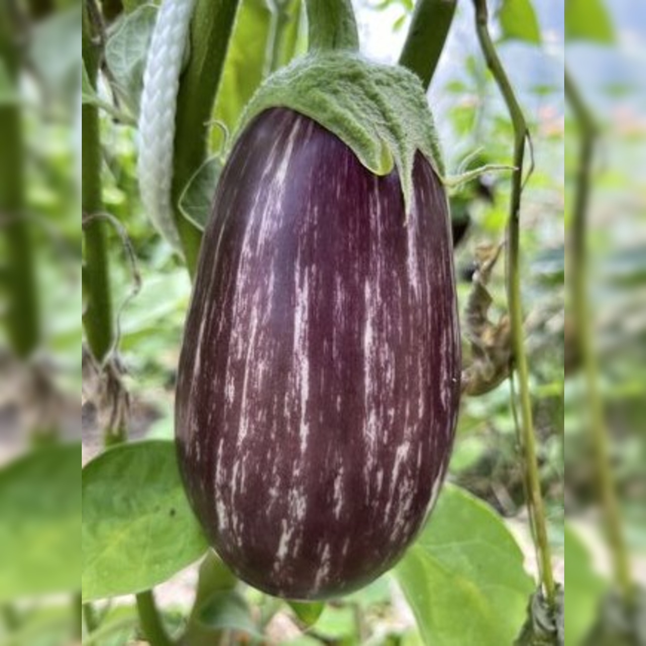 Gemüsesamen-Set "italienisches Gemüse" - 4 BIO-Sorten [samenfest]