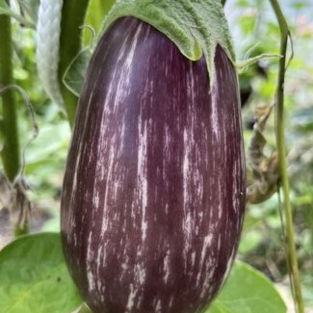 Gemüsesamen-Set "italienisches Gemüse" - 4 BIO-Sorten [samenfest]