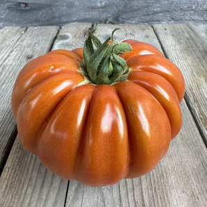 Tomate "Fleur de Reagir" - BIO-Tomatensorte [samenfest]