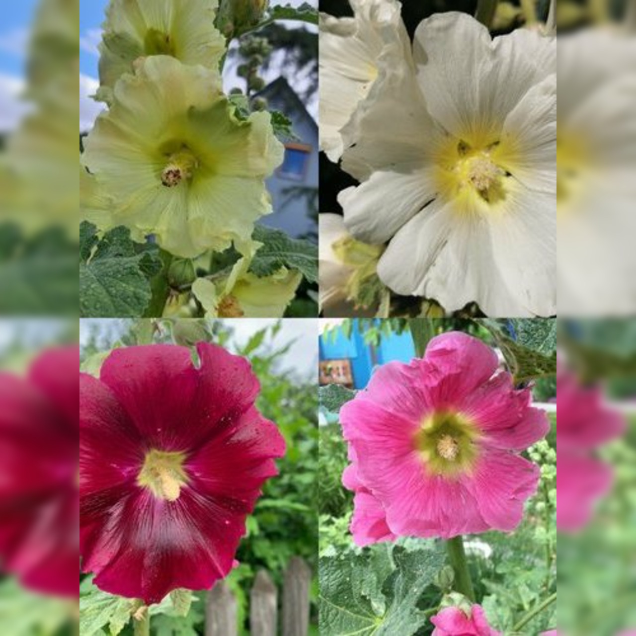 Blumensamen Set "offene Stockrosen" - 4 BIO-Blumensorten [samenfest]