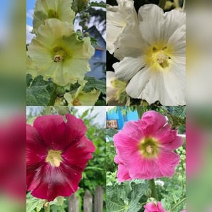 Blumensamen Set "offene Stockrosen" - 4 BIO-Blumensorten [samenfest]