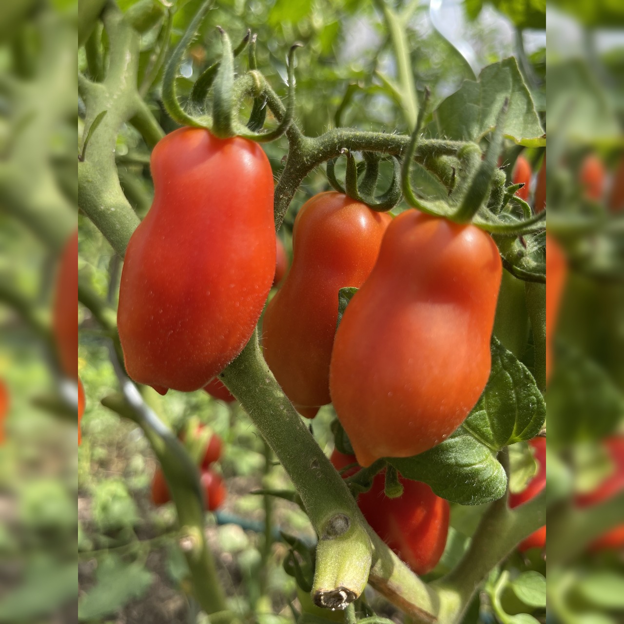 BIO Tomatensamen Set