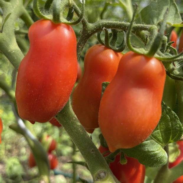 BIO Tomatensamen Set