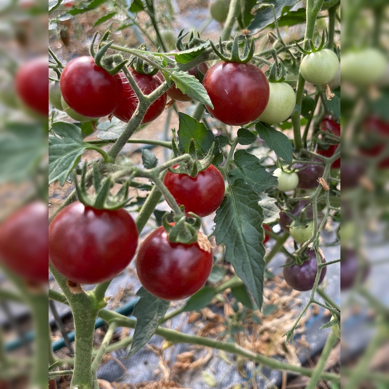 BIO Tomatensamen Set