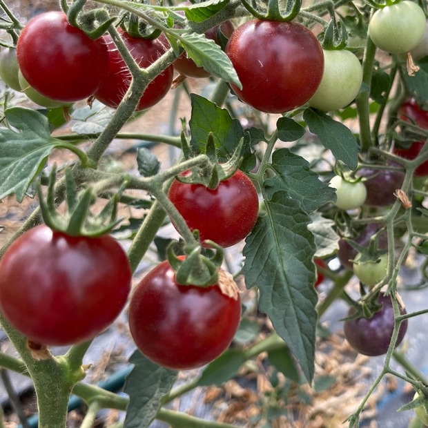 BIO Tomatensamen Set