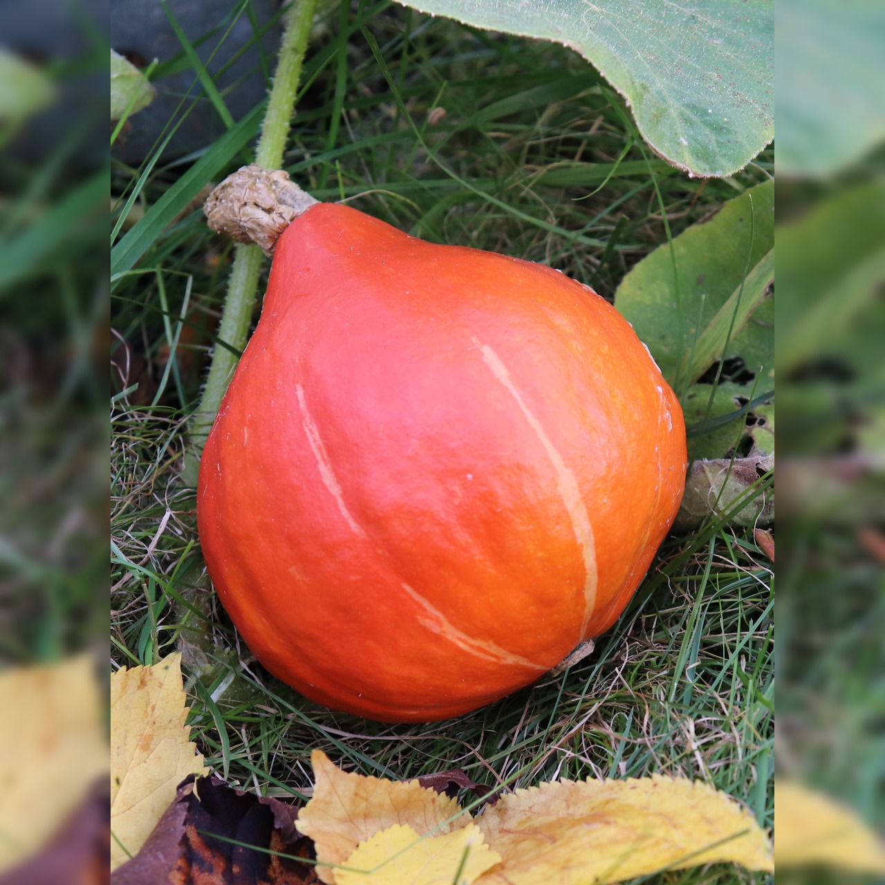 Kürbis Hokkaido "Red Kuri" - BIO-Kürbissorte [samenfest]