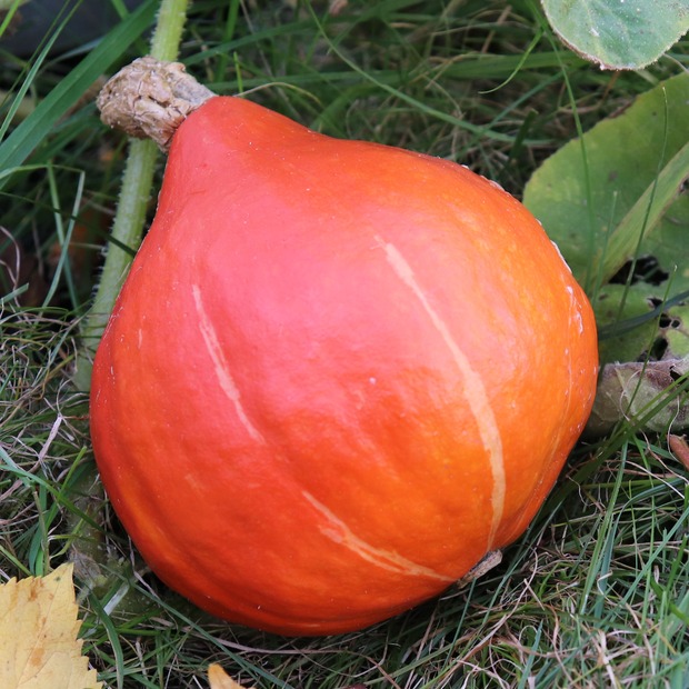 Kürbis Hokkaido "Red Kuri" - BIO-Kürbissorte [samenfest]