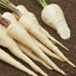 Pastinake "Halblange Weiße" - BIO-Pastinakesamen (samenfest)