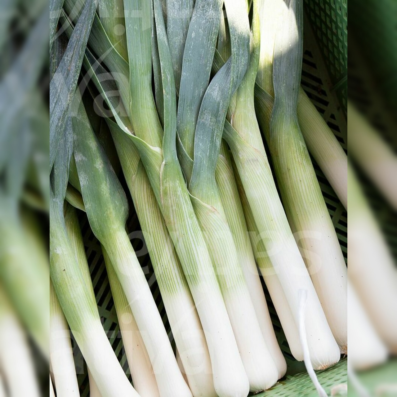 Porreé "Hilari" - BIO-Porreésorte [samenfest]