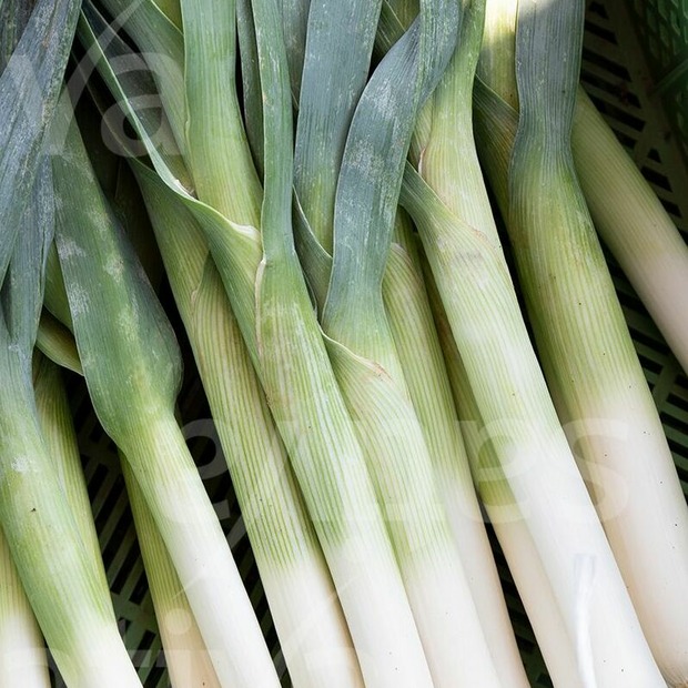 Porreé "Hilari" - BIO-Porreésorte [samenfest]